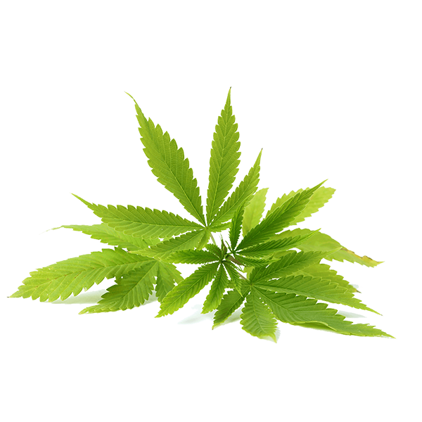 Hemp Natural Flavor Aroma - Aroma Naturale Gusto Canapa