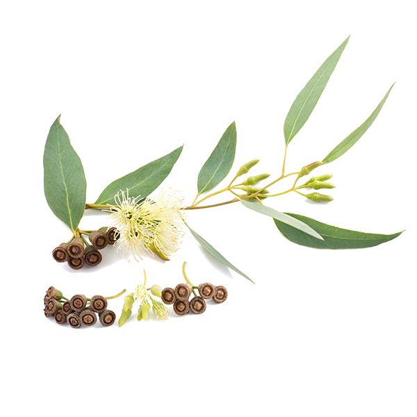 Eucalyptus Natural Flavor Aroma - Aroma Naturale Gusto Eucalipto